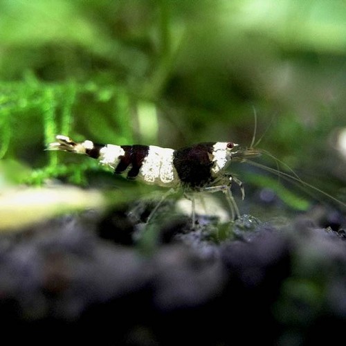 Caridina cf Cantonensis - Black crystal shrimp (1.5-2 cm)